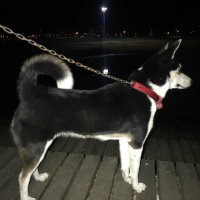 Sibirya Kurdu (Husky), Köpek  Black fotoğrafı