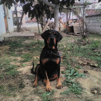 Rottweiler, Köpek  Pipo fotoğrafı