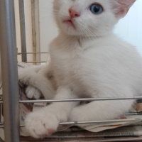 Ankara Kedisi, Kedi  Şeker fotoğrafı