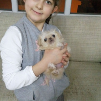 Pekingese, Köpek  DİŞİ PEKİNEZ fotoğrafı