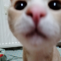 Tekir Kedi, Kedi  Bo fotoğrafı