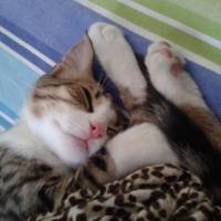 Tekir Kedi, Kedi  SARI fotoğrafı