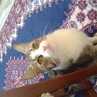 Tekir Kedi, Kedi  SARI fotoğrafı