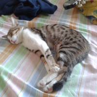 Tekir Kedi, Kedi  SARI fotoğrafı