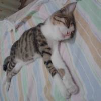 Tekir Kedi, Kedi  SARI fotoğrafı