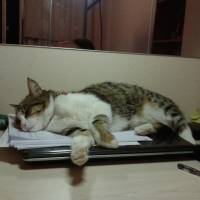 Tekir Kedi, Kedi  SARI fotoğrafı