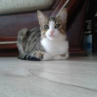 Tekir Kedi, Kedi  SARI fotoğrafı