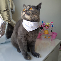 British Shorthair, Kedi  Ballı fotoğrafı