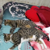 Tekir Kedi, Kedi  Bozz fotoğrafı