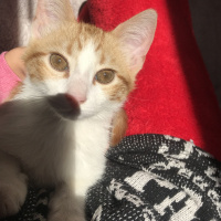 Sarman, Kedi  Leo fotoğrafı