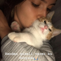 Sarman, Kedi  Leo fotoğrafı