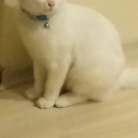 Van Kedisi, Kedi  Casper fotoğrafı
