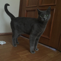 Mavi Rus, Kedi  Şakir fotoğrafı
