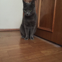 Mavi Rus, Kedi  Şakir fotoğrafı