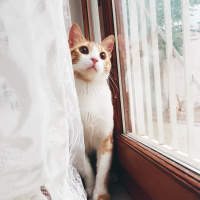 Sarman, Kedi  Teo fotoğrafı