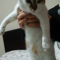 Tekir Kedi, Kedi  mars fotoğrafı