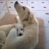 Golden Retriever, Köpek  GOLD fotoğrafı