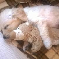 Golden Retriever, Köpek  GOLD fotoğrafı