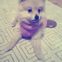 Pomeranyalı, Köpek  Lina fotoğrafı