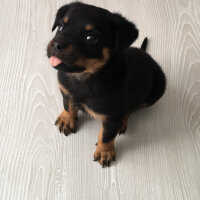 Rottweiler, Köpek  Hers fotoğrafı