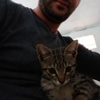 Tekir Kedi, Kedi  Ponçik fotoğrafı