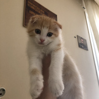Scottish Fold, Kedi  ERKEK 2 aylık scottish fold fotoğrafı