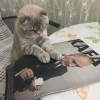Scottish Fold, Kedi  Pafi fotoğrafı