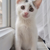 Tekir Kedi, Kedi  Lolâ fotoğrafı