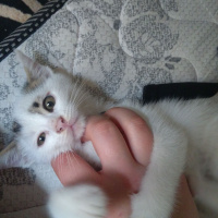 Tekir Kedi, Kedi  Lolâ fotoğrafı