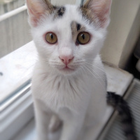Tekir Kedi, Kedi  Lolâ fotoğrafı