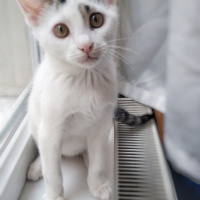 Tekir Kedi, Kedi  Lolâ fotoğrafı
