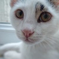 Tekir Kedi, Kedi  Lolâ fotoğrafı