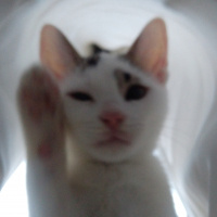 Tekir Kedi, Kedi  Lolâ fotoğrafı