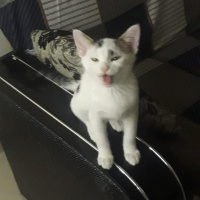 Tekir Kedi, Kedi  Lolâ fotoğrafı