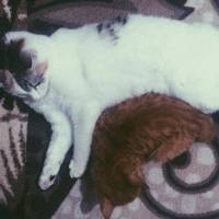 Tekir Kedi, Kedi  paşa fotoğrafı