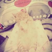 Tekir Kedi, Kedi  paşa fotoğrafı