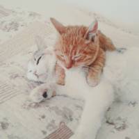 Tekir Kedi, Kedi  paşa fotoğrafı
