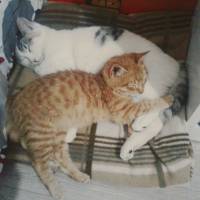 Tekir Kedi, Kedi  paşa fotoğrafı