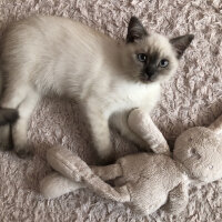 Scottish Fold, Kedi  Bulut fotoğrafı