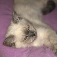 Scottish Fold, Kedi  Bulut fotoğrafı