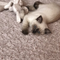 Scottish Fold, Kedi  Bulut fotoğrafı