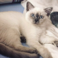 Scottish Fold, Kedi  Bulut fotoğrafı