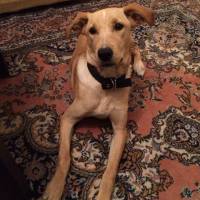 Labrador Retriever, Köpek  Diego fotoğrafı