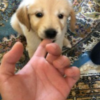 Golden Retriever, Köpek  Kiraz fotoğrafı