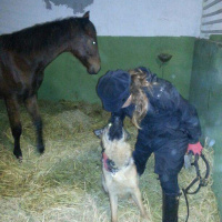 Alman Çoban Köpeği, Köpek  Ruby fotoğrafı