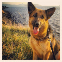 Alman Çoban Köpeği, Köpek  Ruby fotoğrafı
