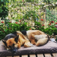 Alman Çoban Köpeği, Köpek  Ruby fotoğrafı