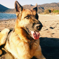 Alman Çoban Köpeği, Köpek  Ruby fotoğrafı