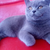 British Shorthair, Kedi  Leydi Diana fotoğrafı