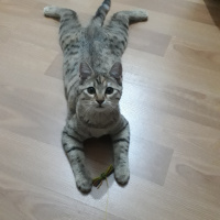 Tekir Kedi, Kedi  Müzeyyen fotoğrafı